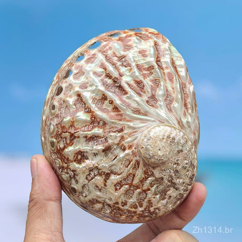 Concha de abalone natural com listras de sangue, ornamento de concha, espécime colecionável, decoração de aquário, acess