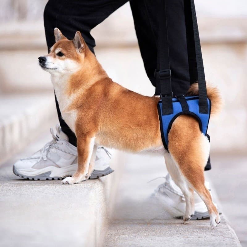 Cinta Auxiliar Para Perna Traseira De Cachorro , Cinto De Suporte Cuidados Com Cães Idosos , Reabilitação Pós-Operatória