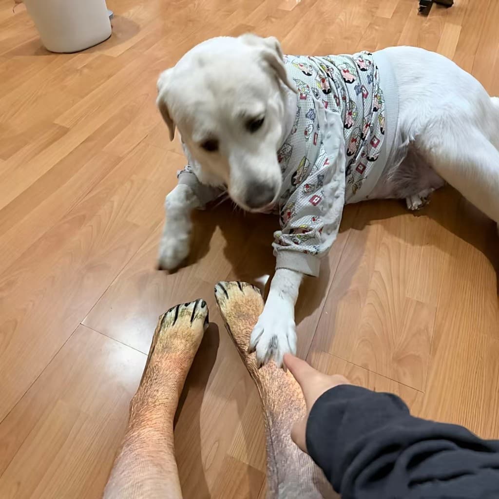 Outono inverno 3D Animal meias All-Match gato provocando meias cão provocando meias engraçadas gato pata meias cão pata