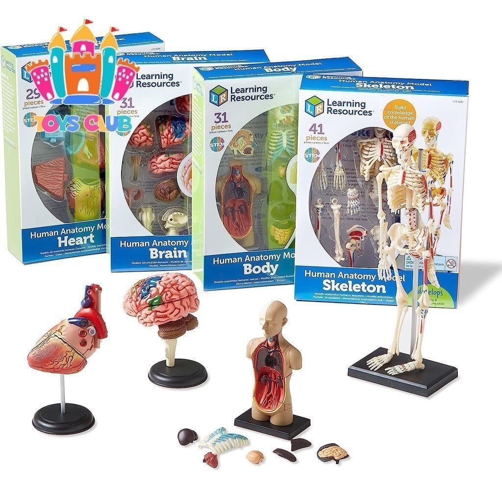 Crianças Montessori 3D anatomia humana educação modelo aprendizagem montagem órgão brinquedo ferramenta de ensino