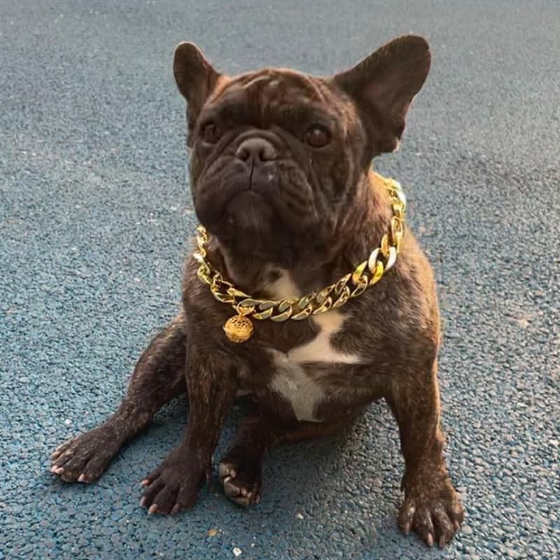 Coleira Oca Para Animais De Estimação Com Sino Pelúcia , Corgi , Buldogue Francês , Bully Americano E Gatos , Corrente G