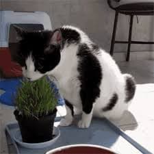 600 sementes 800 sementes 1000 sementes De Ervas Dos Gatos Catnip Envelope Com