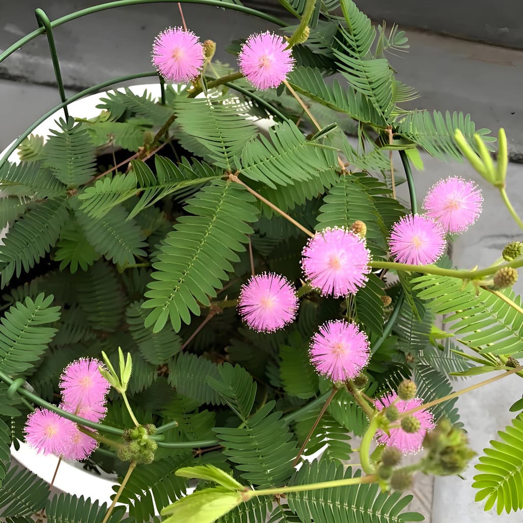 flores ornamentais 100 Sementes De Mimosa  Flores E Ornamentos  Paisagem planta para vaso