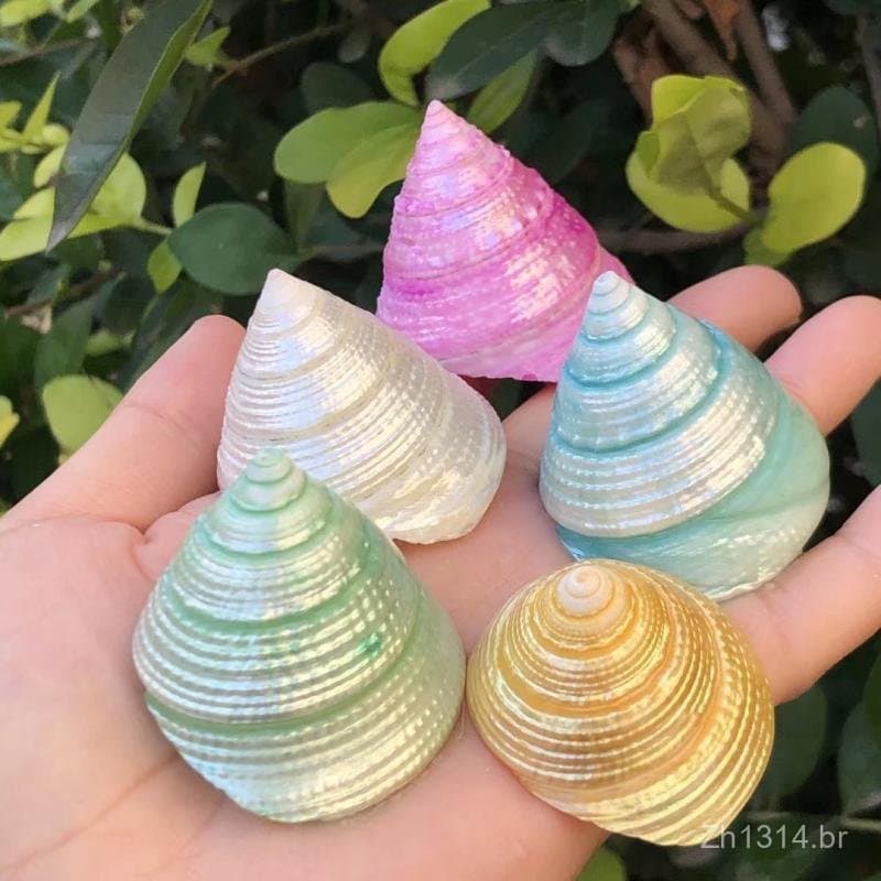 Conchas naturais, caracóis marinhos, conchas, espécimes fluorescentes coloridos, conchas de caracóis para caranguejos er