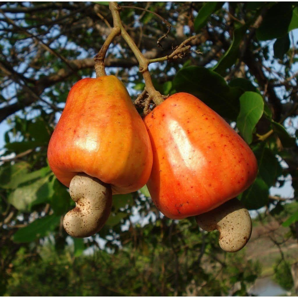 Muda de Caju Anão Precoce CCP76 Anacardium occidentale Frutífera Porte Pequeno Vaso Varanda Pomar