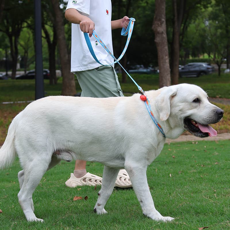 Coleira de cachorro Labrador Golden Retriever à prova de explosão Okinawa corrente médio grande coleira de cachorro de e