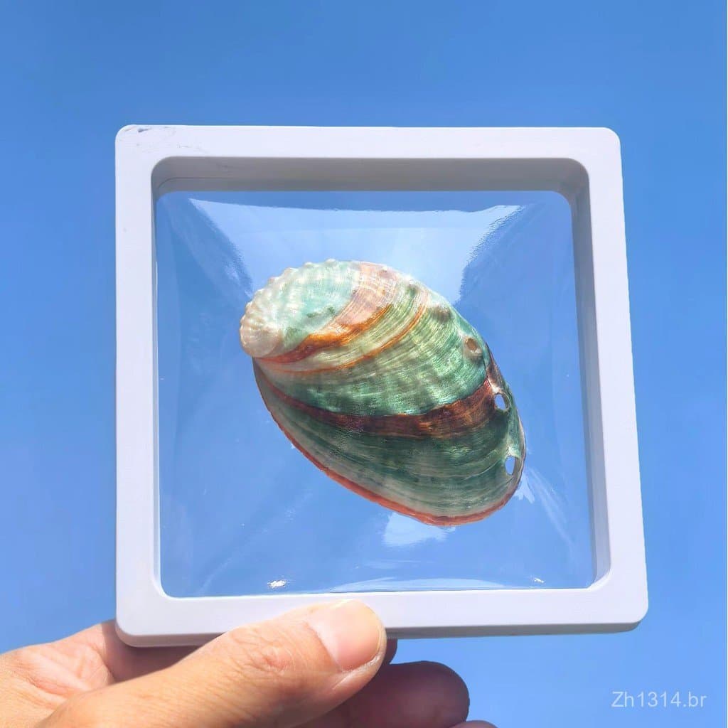 Coleção de espécimes coloridos de conchas de abalone, aquário, decoração de casa, caixa de armazenamento de ornamentos,