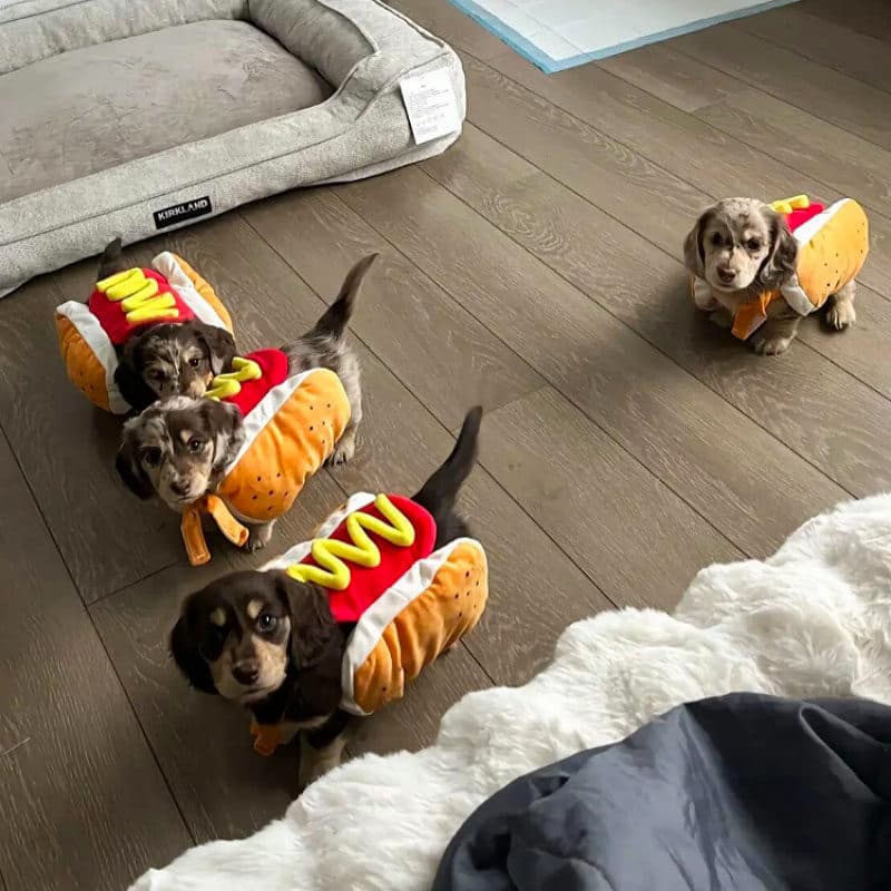 Cão Dachshund de cabelos compridos roupas para animais de estimação engraçado cachorro-quente engraçado pequeno cão de t