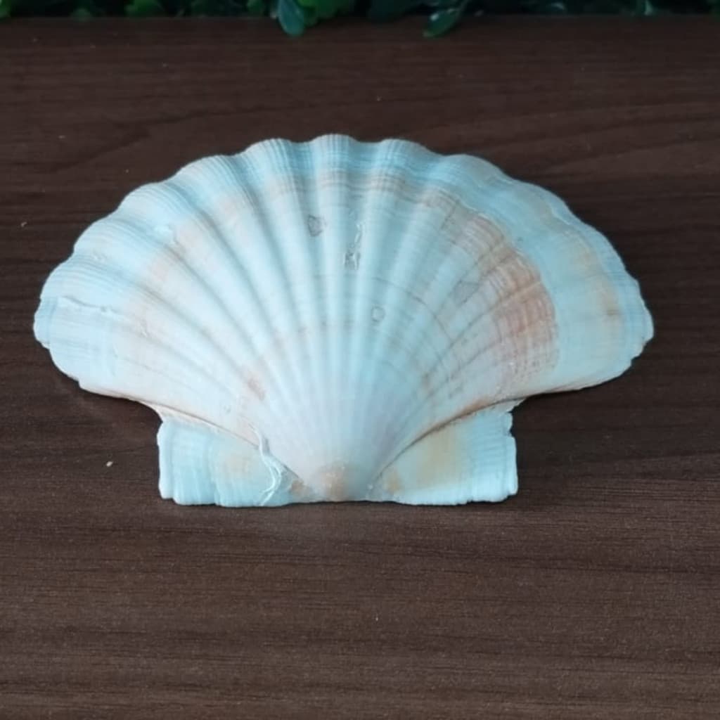 Concha Shell Umbanda E Candomblé Decoração lindos