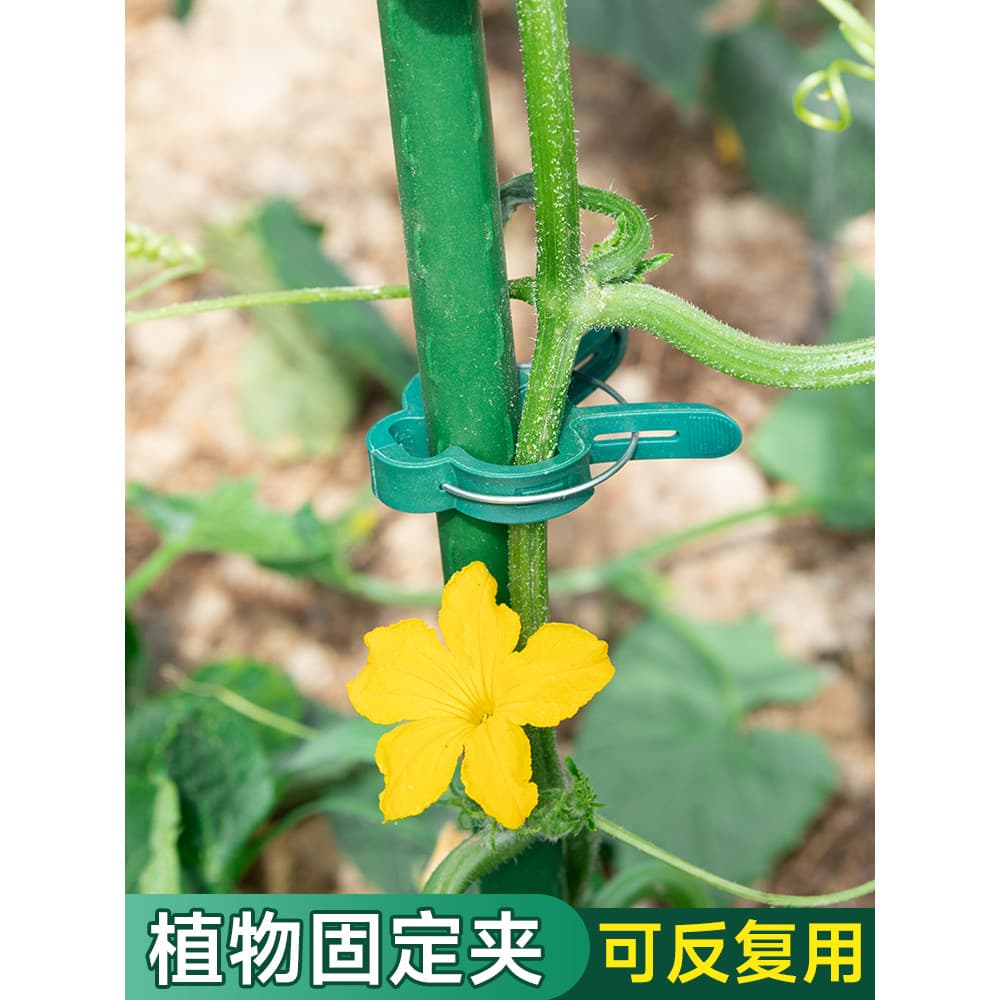 Clipe de jardim planta ramo fixação clipe jardinagem flor Phalaenopsis suporte clipe plástico ferramenta jardinagem clip