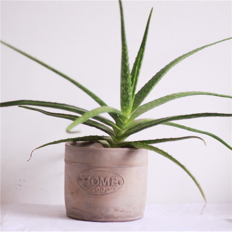 Pedido de comércio exterior Vaso de cimento europeu