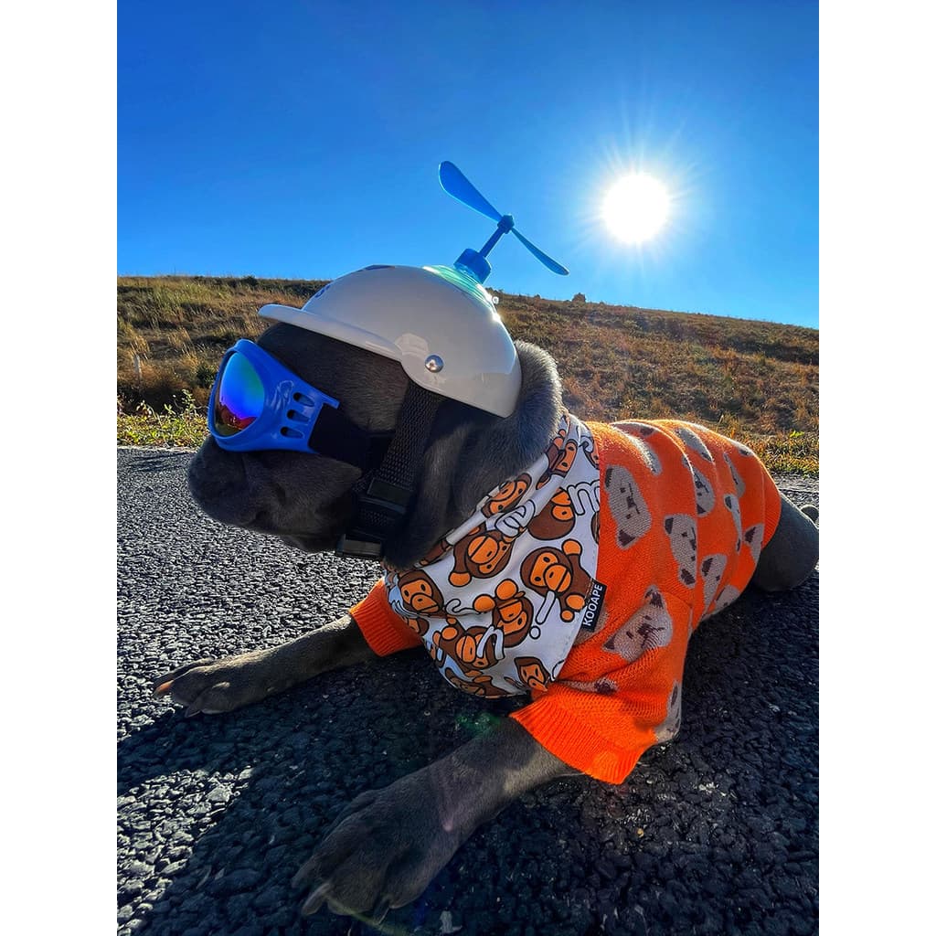 Pet Street Wear laranja urso camisola roupas para cães gato Teddy Bichon luta francesa Shiba Inu Corgi bonito roupas de
