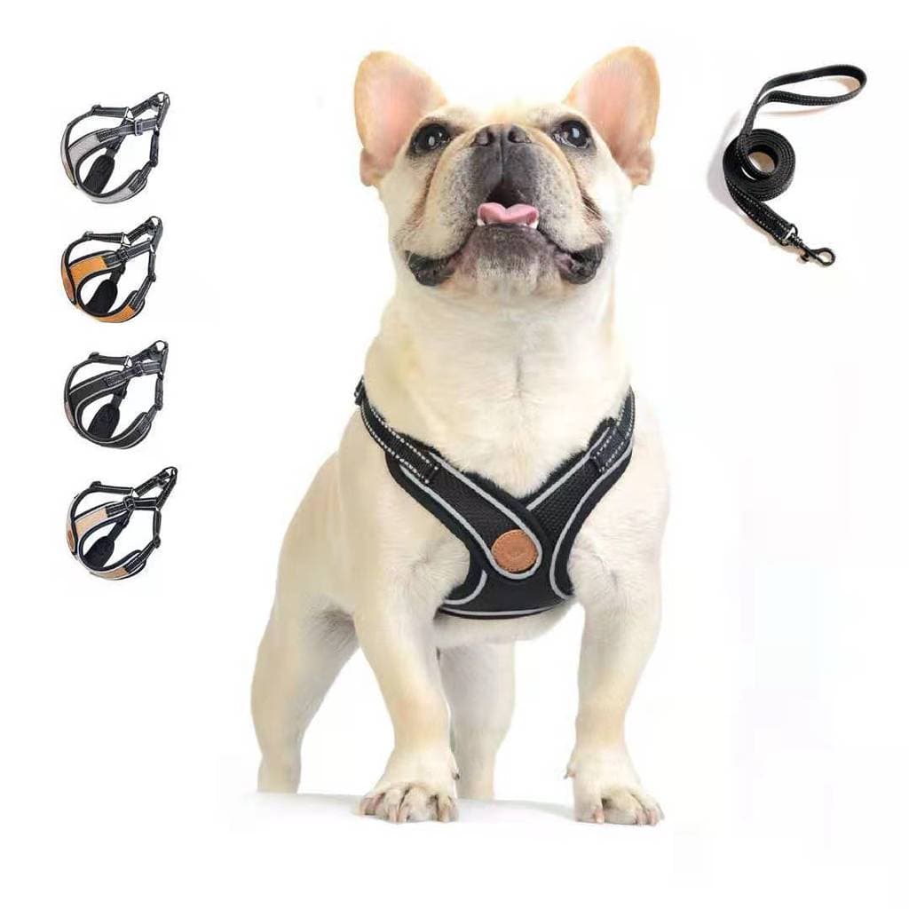 Conjunto de coleira para cães e gatos, coleira para cães e gatos, prevenção de cordas ajustável