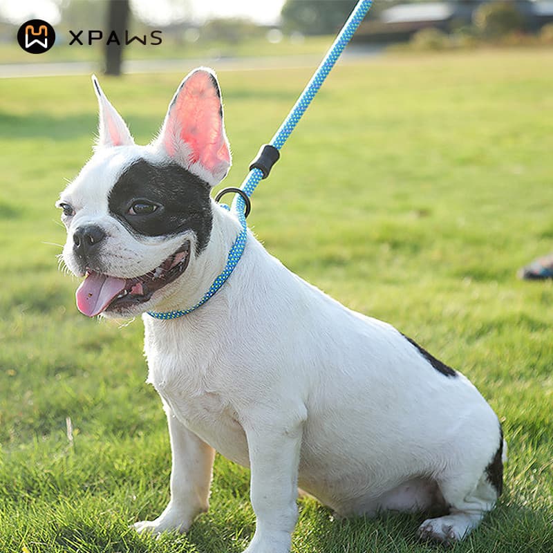 XPAWS coleira para cães, corrente P, pequeno, médio porte, nó para animais de estimação, Anti-quebra, corrente de chinel