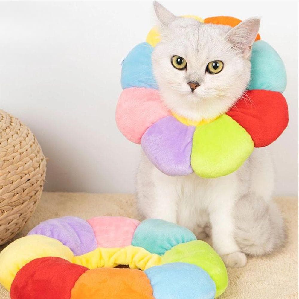 Gato, cachorro pequeno, animal de estimação, coleira, gatinho, coleira elisabetana, coleira protetora para o pescoço, fo