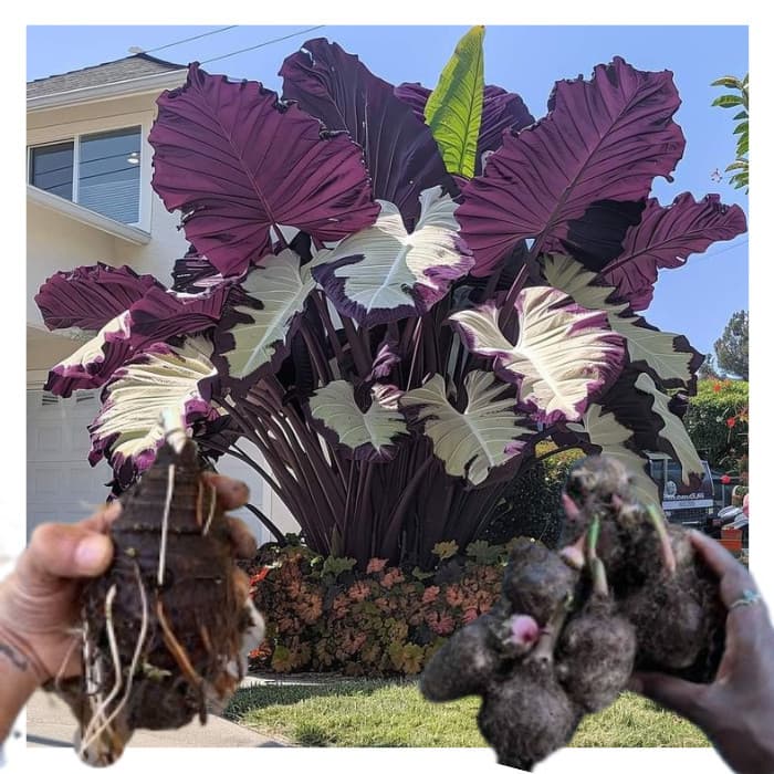 bulbo de caladium Berry Blizzard (tinhorão)
