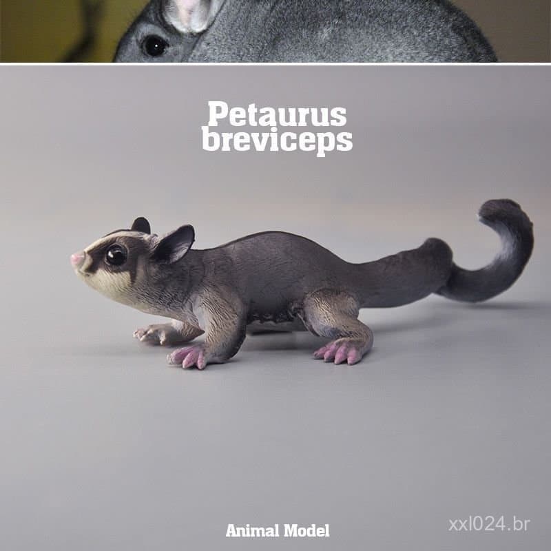 Modelo Simulado de Petauro-do-Açúcar Tongde, Petauro-do-Açúcar, Wallaby, Esquilo, Brinquedo Educacional Familiar de Peta