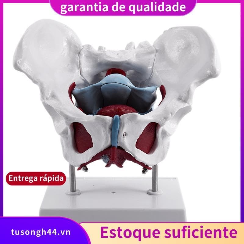 Modelo Feminino De Pelve E Órgãos Reprodutivos , Bexiga Feminina , Reabilitação Muscular Do Assoalho Pélvico , Anatômico