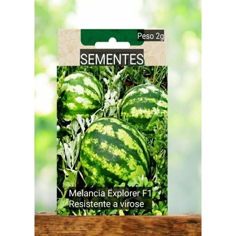sementes de MELANCIA GIGANTE até  22 kg plante vaso horta #15