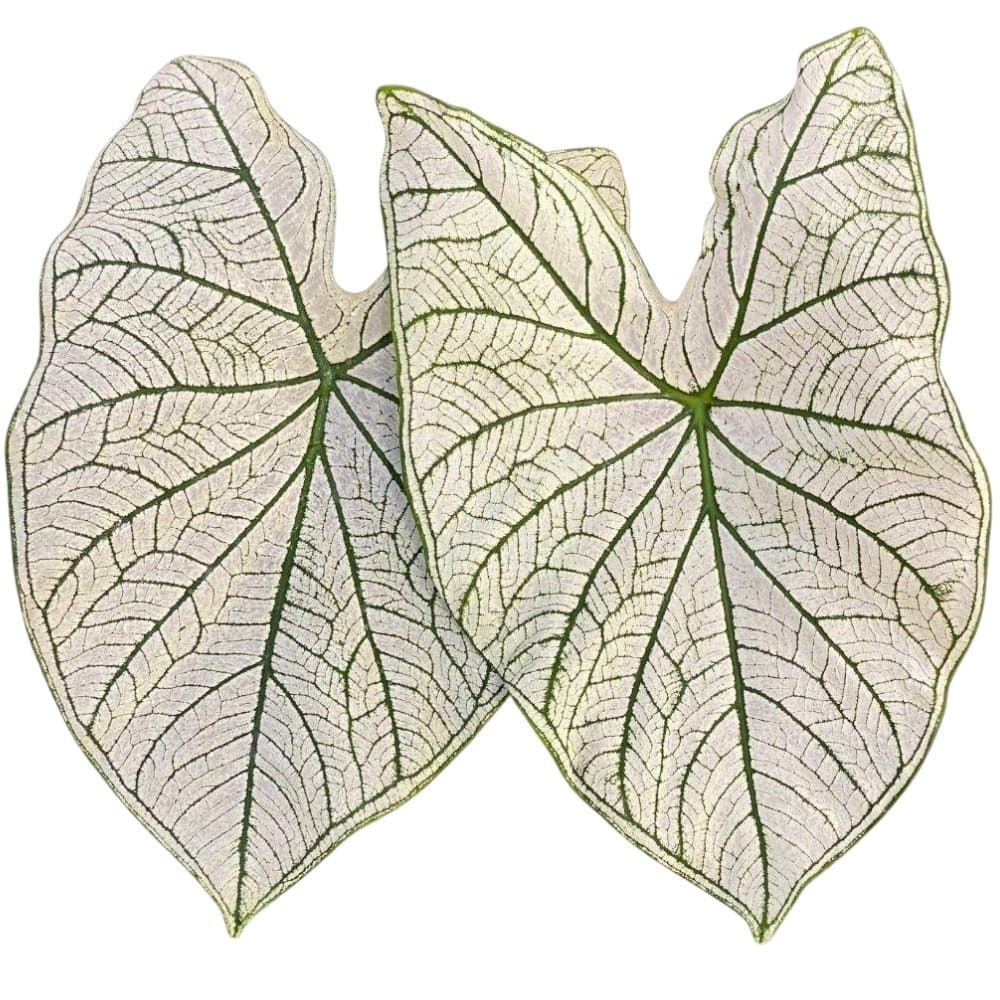 Bulbo de Caladium Allure Planta Ornamental Folhagem Exótica Jardim Vaso