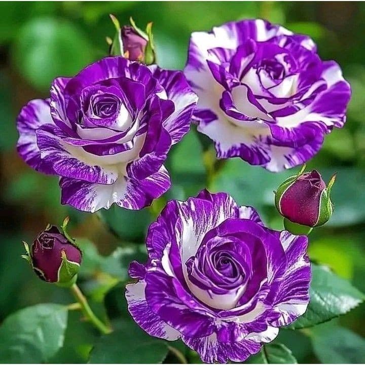 EXCLUSIVO Rosa woodii (Rosa de Wood) - 100 sementes com manual de cultivo pronta entrega envio em 24h Premium EXCLUSIVO