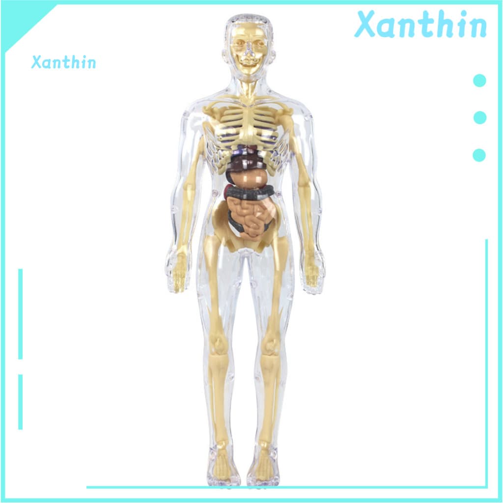 Body Structure Toys Skeletal Toy 1 Set Educational Model for Kids – Detachable Anatomy Science Lab Kit for Learning Bi