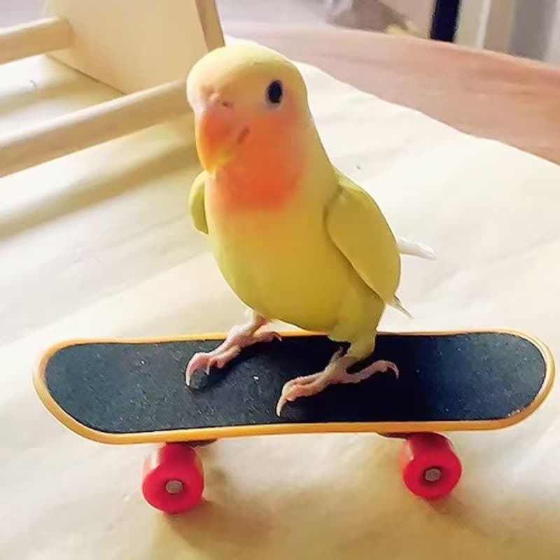 Brinquedo antiestresse para papagaios, skate para mastigar, acessórios para treinamento de aves.