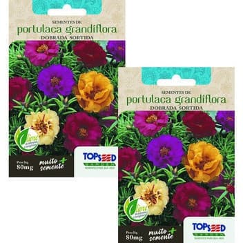 50 Sementes de Portulaca Onze Horas Dobrada Sortida  Flores Jardins Vasos