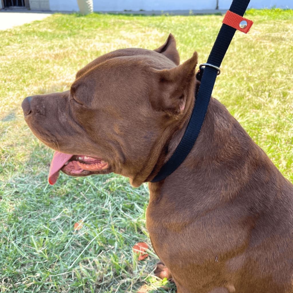 Coleira Guia Unified Enforcador para Cães de Estimação, Pitbulls, para Passeios e Treinamento KYXQ