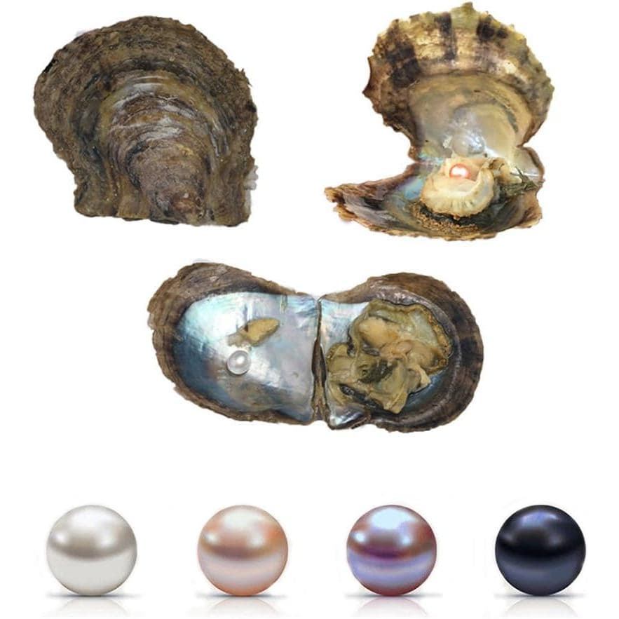 4 unidades de ostras de pérola Akoya de água salgada com pérolas internas (6-8mm, 4 unidades)