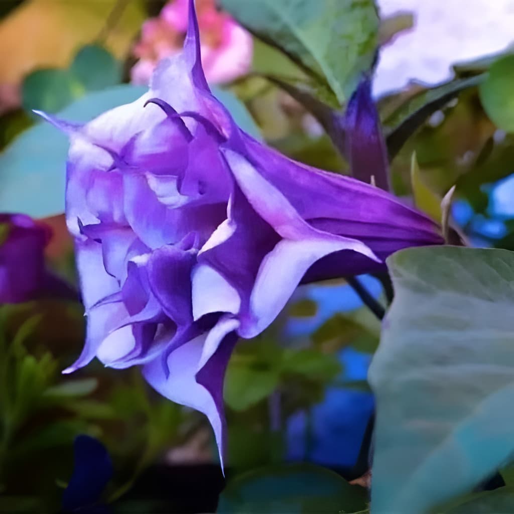 flores ornamentais 100 Sementes De Datura Planta De Flores Grandes planta para vaso
