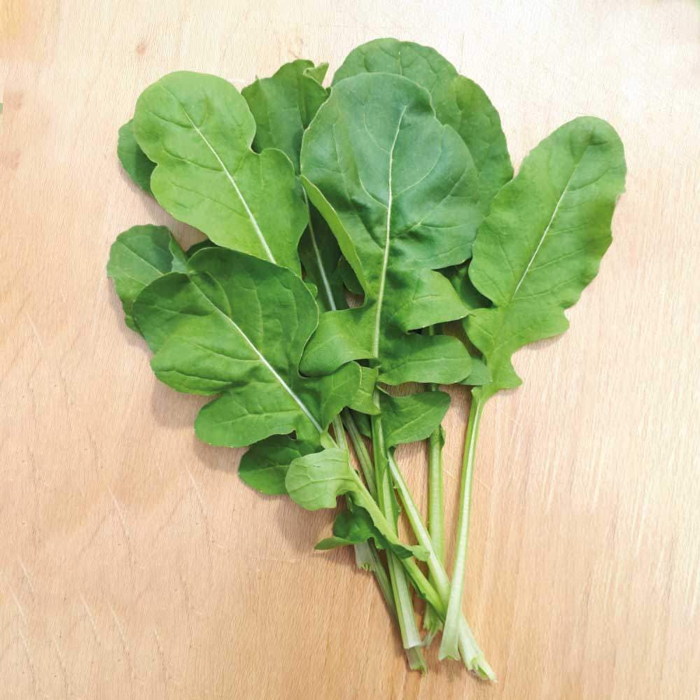Sementes Premium de Rúcula Cultivada (600 sementes) p/ Horta Alta Germinação