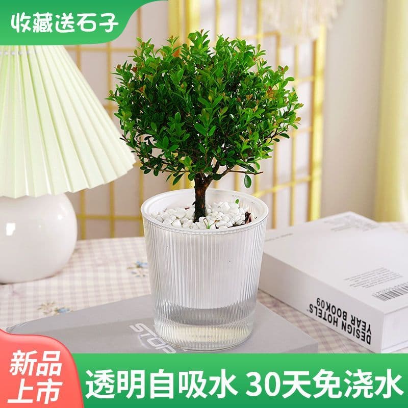 Novo estilo sala de estar Desktop livre de água preguiçoso auto-absorvente transparente hidropônico flor de plástico