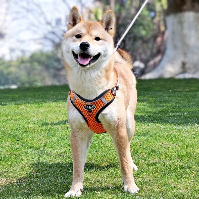 Corda de tração para cães, corda respirável para caminhada de cães, ajustável, Shiba Inu Corgi, pequeno, médio porte, ca