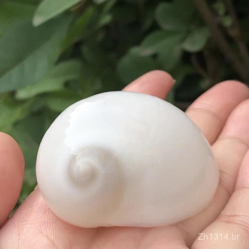 Conchas naturais, caracóis marinhos, caracóis olho de gato brancos, decorações para aquários domésticos do Mediterrâneo,