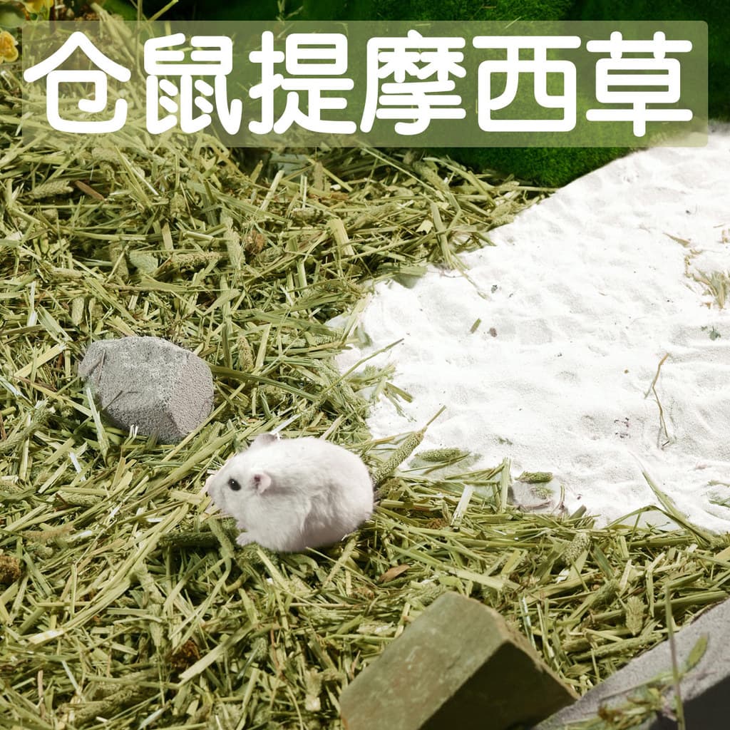 Timothy grama Hamster serragem roupa de cama dedicada temporada de verão urso dourado desodorante grânulos poeira-livre