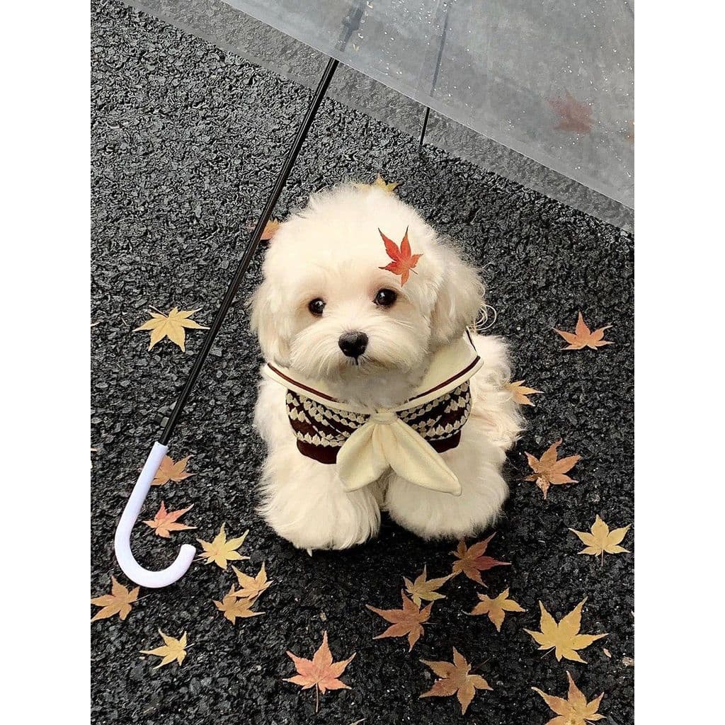 Outono inverno pequeno cão roupas para animais de estimação versão coreana casaco de algodão quente cão bonito camisola