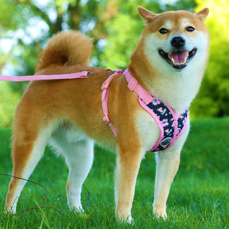 Novo estilo trela do cão pequeno médio tamanho cão Shiba Inu colete estilo Outing cinta ajustável Pet cão trela caminhad