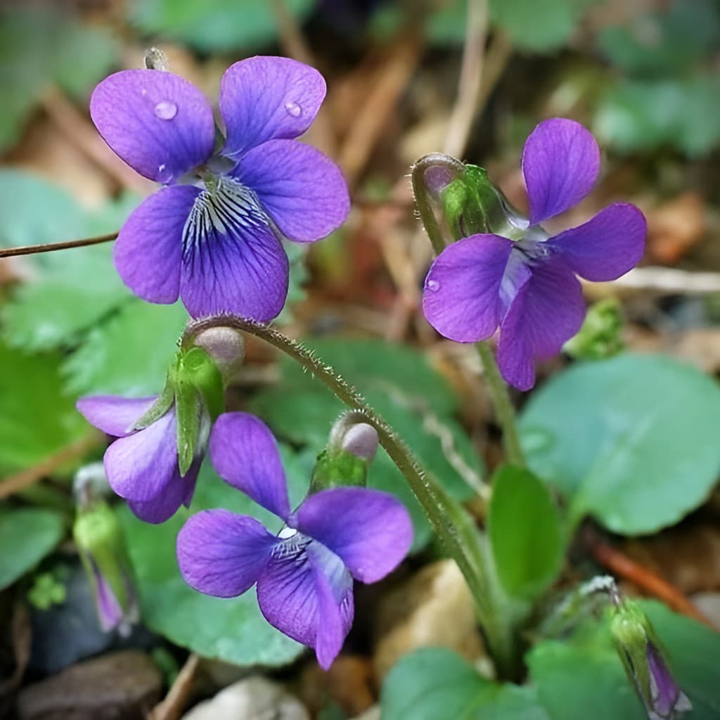 flores ornamentais 100 Sementes De Dietina Violeta  Estaleiro  Varanda planta para vaso