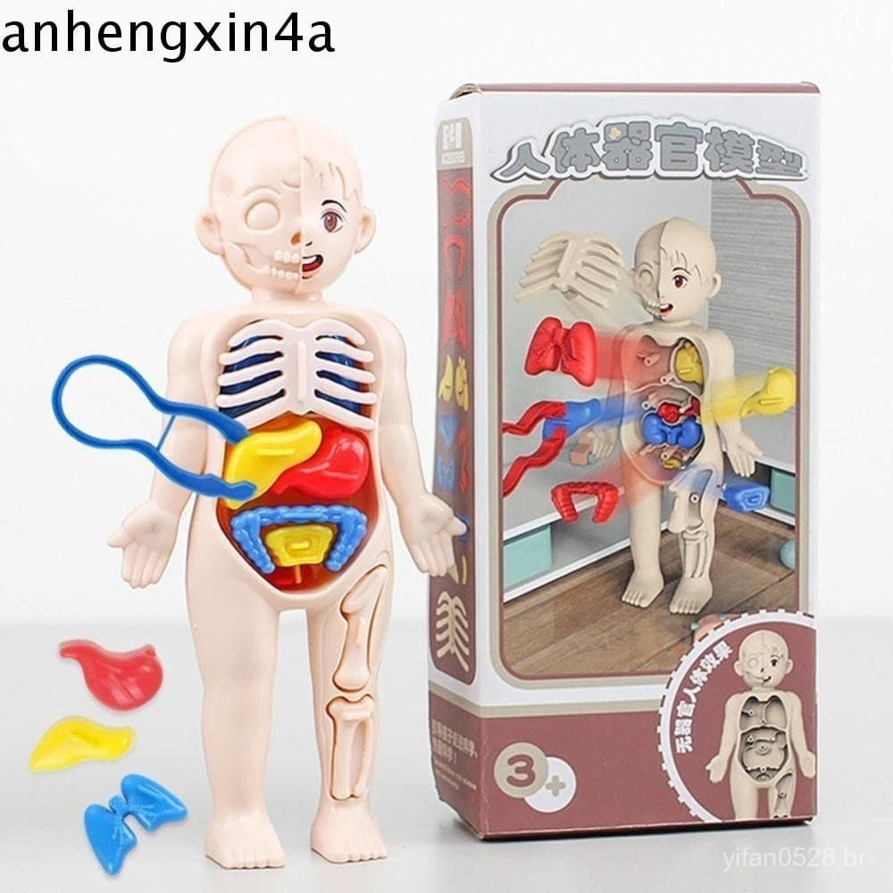 Modelo De Corpo Humano ANHENGXIN , Anatomia De Manequim Humana , Brinquedos De Haste De Quebra-Cabeça 3D Removível 3D