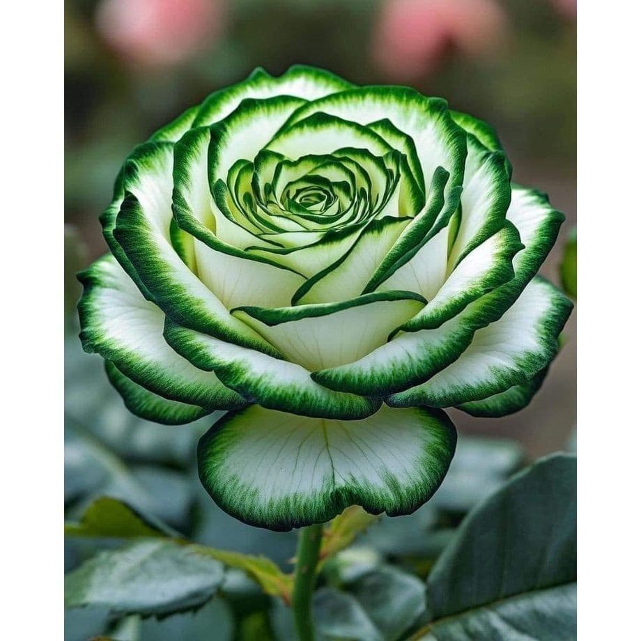 EXCLUSIVO 100 sementes Rosa 'Knock Out'  com manual de cultivo pronta entrega envio em 24h Premium EXCLUSIVO