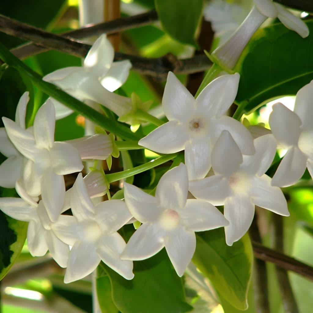 Cultivo Caseiro 10 Sementes de Jasmim de Madagascar (Stephanotis) | Flor Perfumada para Jardim e Vaso | Fácil Cultivo