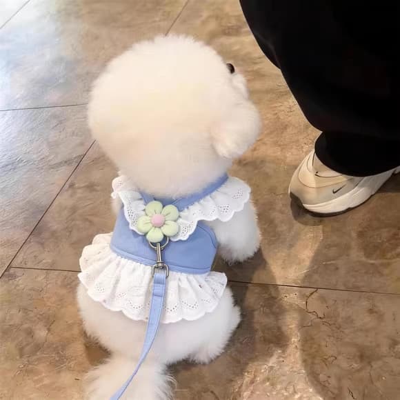 Coleira para cães, coleira para animais de estimação, peito para caminhada, estilo pequeno, médio, Bichon, filhotes, nov