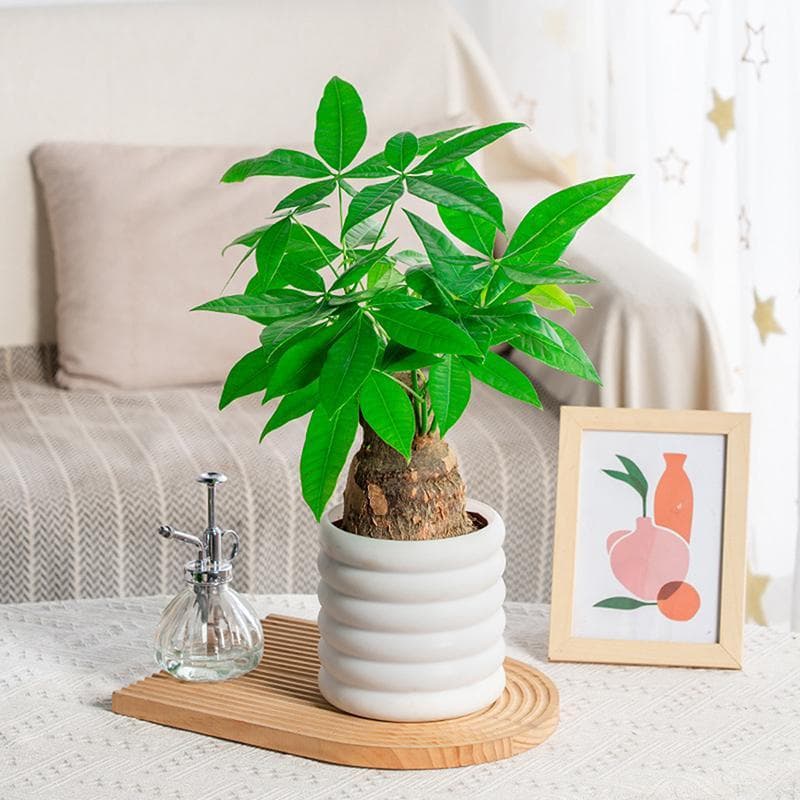 Vasos De Plantadores Para Escritório Interno Multiuso De Flores E Vegetais Plantas