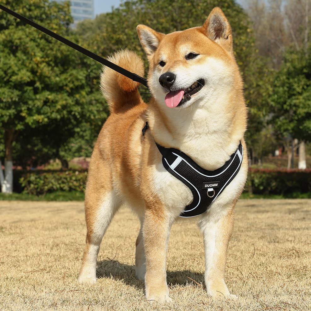 Alça para cachorro respirável, não abafado, estilo colete ajustável, Shiba Inu, balde francês, pequeno, médio porte, col