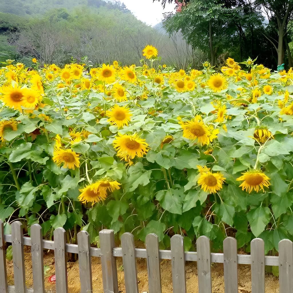 flores ornamentais 100 Sementes De Girassol Para Pipas - Pássaros Adoram planta para vaso