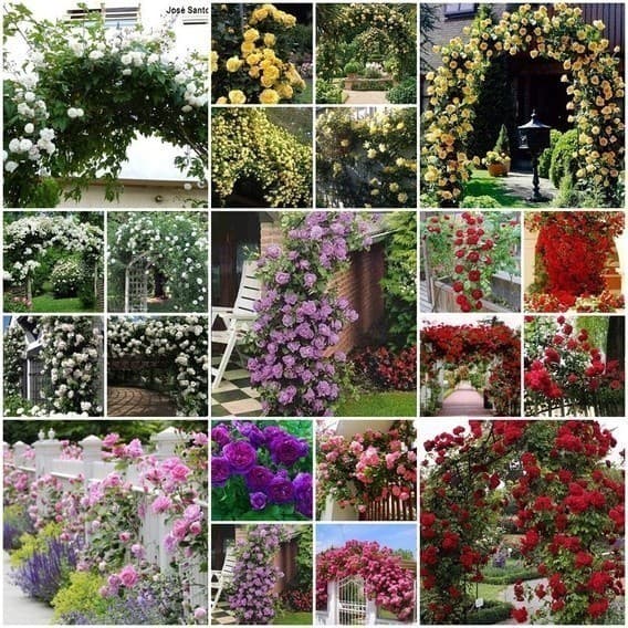 EXCLUSIVO ENVIO SUPER RÁPIDO!!! 100 sementes de rosas trepadeiras coloridas SEMENTES PREMIUM EXCLUSIVO
