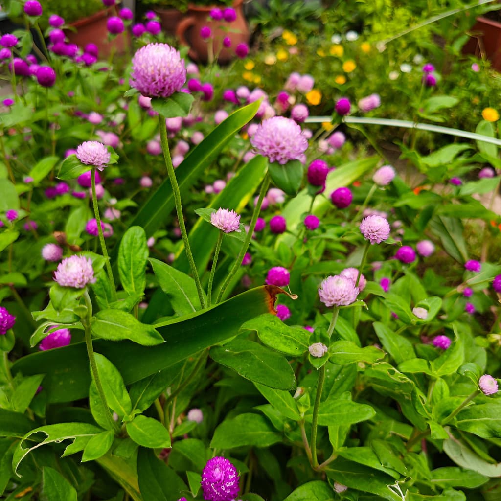 Sementes de flores de alta qualidade Amaranto Globosa Sementes Para Jardim Vaso 100% plantas floridas