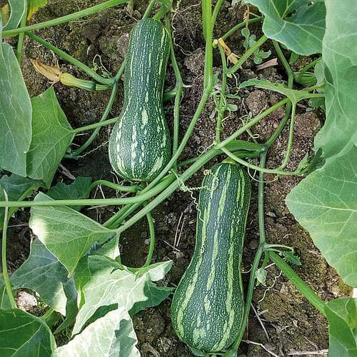 Sementes Premium de Abóbora Mini Paulista (13 sementes) p/ Horta Alta Germinação