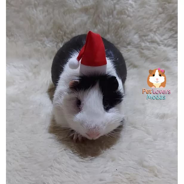 Gorro Pet Papai Noel Natal para Porquinho da Índia